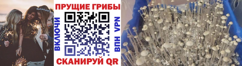 Галлюциногенные грибы Psilocybe  Талица 